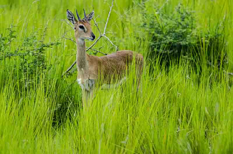 Antílope Dik Dik - parque nacional de las cataratas Murchison - Uganda 4.jpg